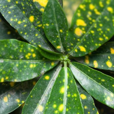 Image showing  6 in. Croton Gold Dust