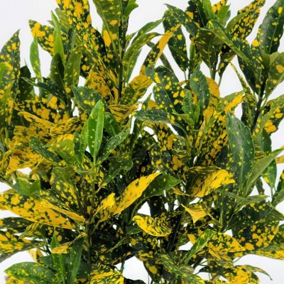 Image showing  6 in. Croton Gold Dust