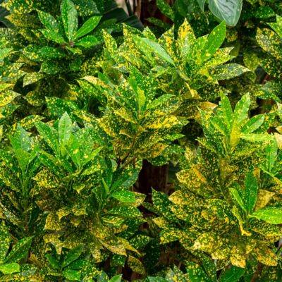 Image showing 5 th National Plant Network 6 in. Croton Gold Dust