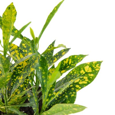 Image showing 6 th National Plant Network 6 in. Croton Gold Dust