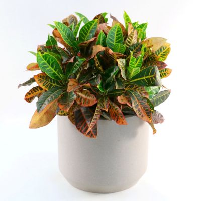 Image showing  6 in. Croton Petra