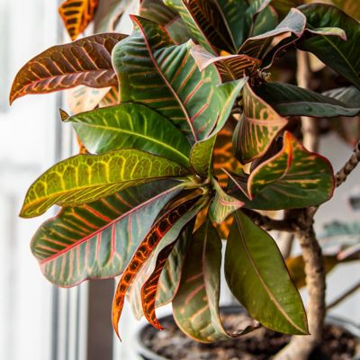 Image showing  6 in. Croton Petra