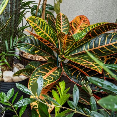 Image showing  6 in. Croton Petra