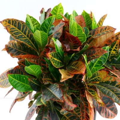 Image showing  6 in. Croton Petra