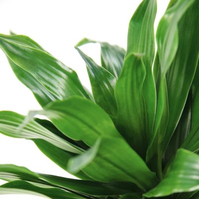 Image showing  6 in. Dracaena Janet Craig Compacta