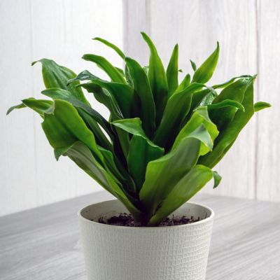 Image showing  6 in. Dracaena Janet Craig Compacta