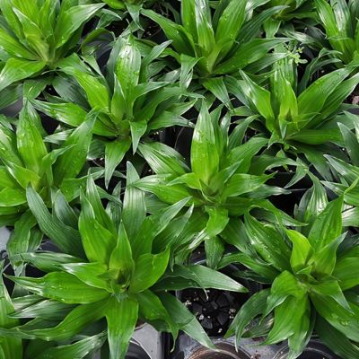 Image showing  6 in. Dracaena Janet Craig Compacta