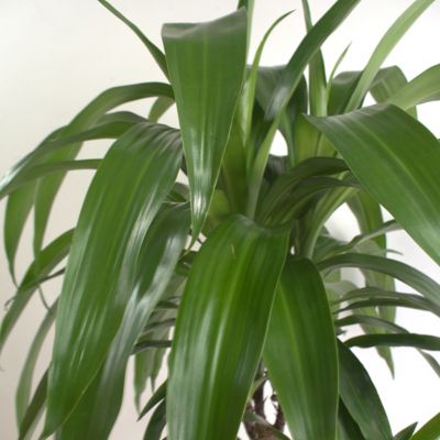 Image showing  6 in. Dracaena Janet Craig Compacta