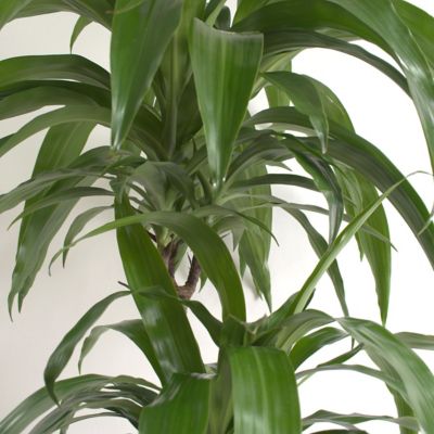 Image showing 5 th National Plant Network 6 in. Dracaena Janet Craig Compacta