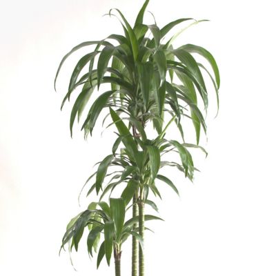 Image showing 6 th National Plant Network 6 in. Dracaena Janet Craig Compacta