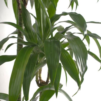 Image showing 7 th National Plant Network 6 in. Dracaena Janet Craig Compacta