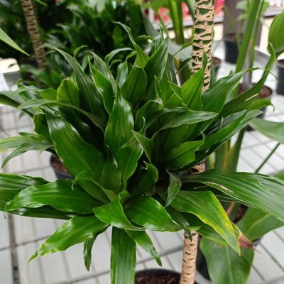 Image showing 8 th National Plant Network 6 in. Dracaena Janet Craig Compacta