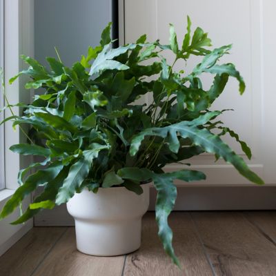 National Plant Network 6 in. Fern Phlebodium Blue Star