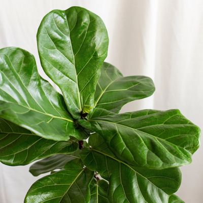 Image showing  6 in. Ficus Lyrata Suncoast