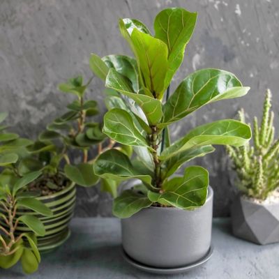 Image showing  6 in. Ficus Lyrata Suncoast