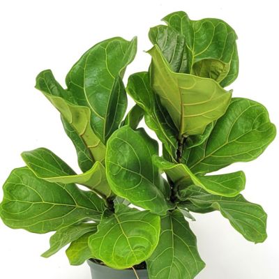 Image showing  6 in. Ficus Lyrata Suncoast