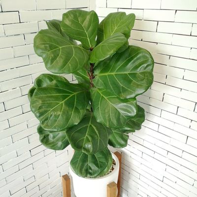 Image showing  6 in. Ficus Lyrata Suncoast