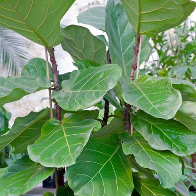 Image showing 5 th National Plant Network 6 in. Ficus Lyrata Suncoast