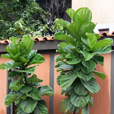 Image showing 6 th National Plant Network 6 in. Ficus Lyrata Suncoast