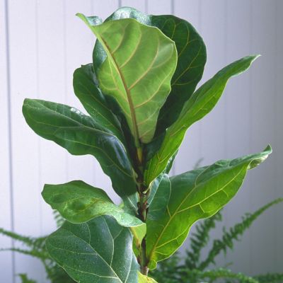 Image showing 7 th National Plant Network 6 in. Ficus Lyrata Suncoast