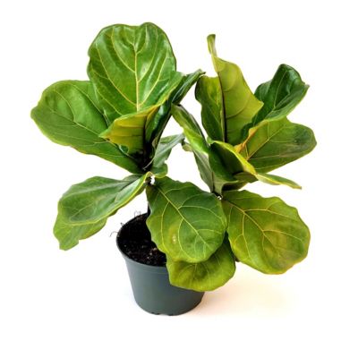 Image showing 8 th National Plant Network 6 in. Ficus Lyrata Suncoast