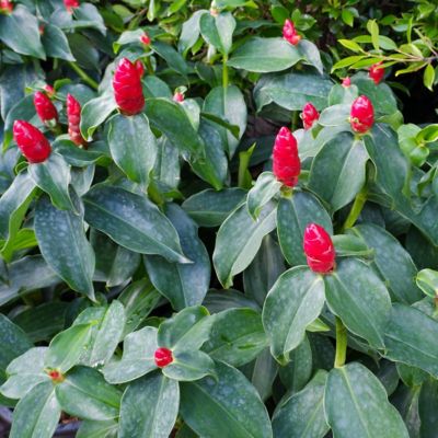 National Plant Network 6 in. Ginger Red Button