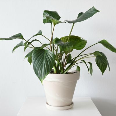 Image showing  6 in. Homalomena Emerald Gem