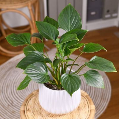 Image showing  6 in. Homalomena Emerald Gem