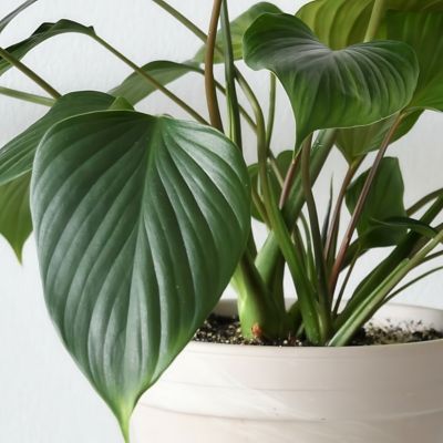 Image showing  6 in. Homalomena Emerald Gem