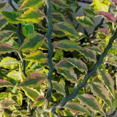 Image showing  6 in. Pedilanthus Tith Variegated