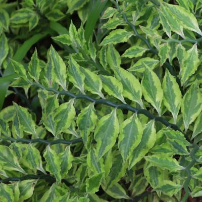 Image showing  6 in. Pedilanthus Tith Variegated