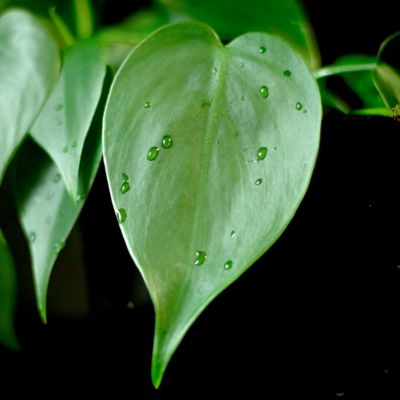 Image showing  6 in. Philodendron Cordatum