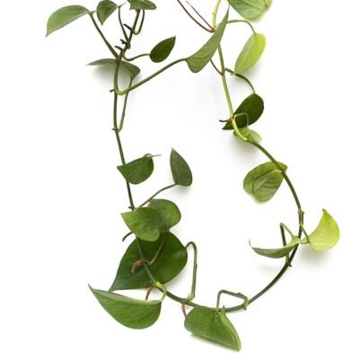 Image showing 5 th National Plant Network 6 in. Philodendron Cordatum