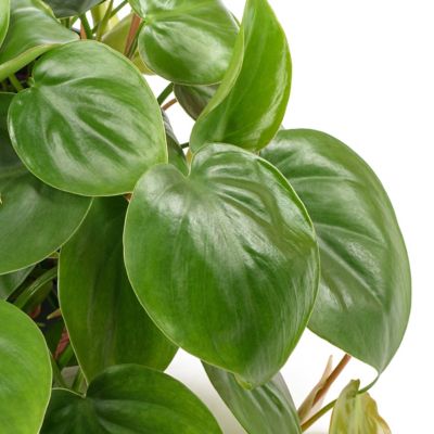 Image showing 6 th National Plant Network 6 in. Philodendron Cordatum