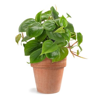 Image showing 7 th National Plant Network 6 in. Philodendron Cordatum