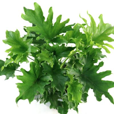 National Plant Network 6 in. Philodendron Lickety Split