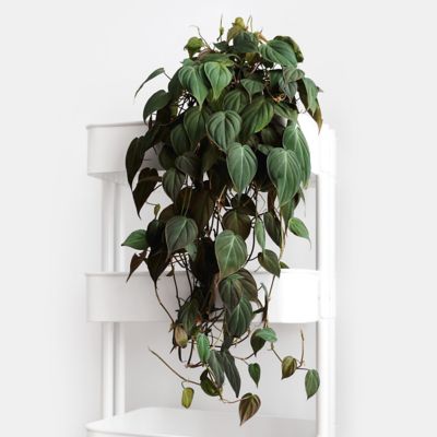 National Plant Network 6 in. Philodendron Micans