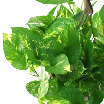 Image showing  6 in. Pothos Golden