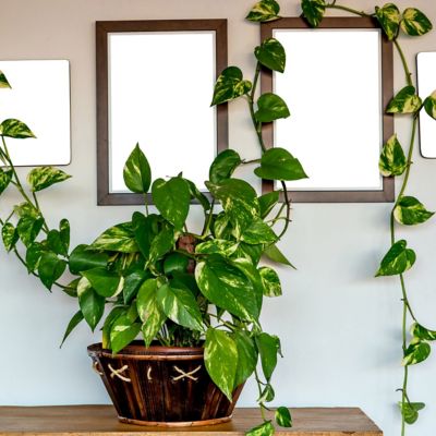 Image showing  6 in. Pothos Golden