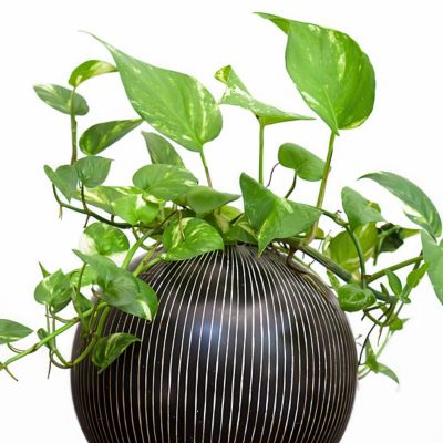 Image showing  6 in. Pothos Golden