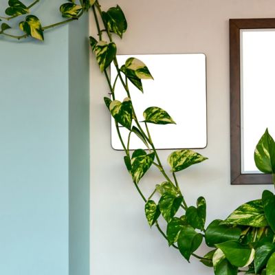 Image showing 5 th National Plant Network 6 in. Pothos Golden