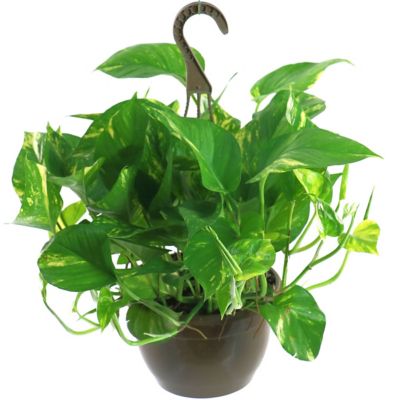 Image showing 6 th National Plant Network 6 in. Pothos Golden