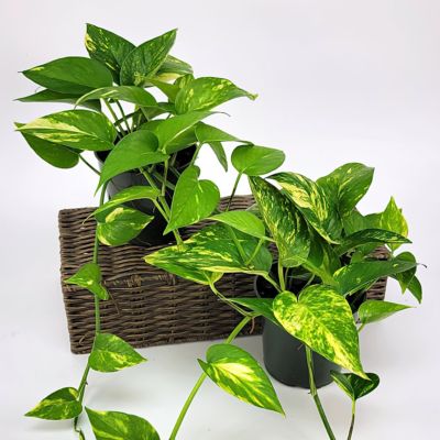 Image showing 7 th National Plant Network 6 in. Pothos Golden