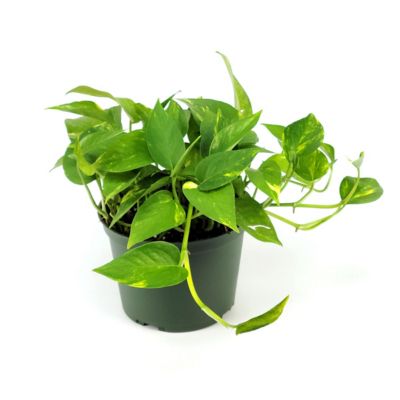Image showing 8 th National Plant Network 6 in. Pothos Golden