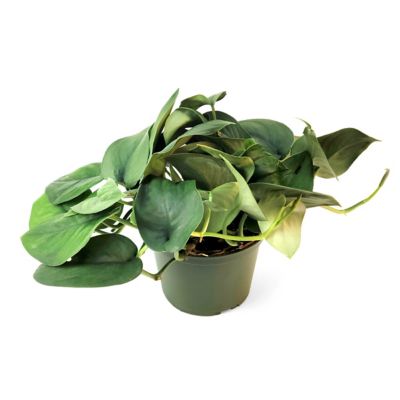 National Plant Network 6 in. Pothos Jade Satin