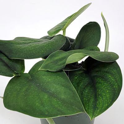 Image showing  6 in. Pothos Jade Satin
