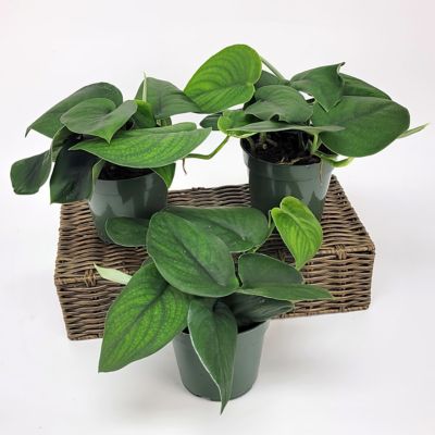 Image showing  6 in. Pothos Jade Satin