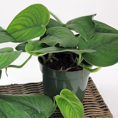 Image showing  6 in. Pothos Jade Satin