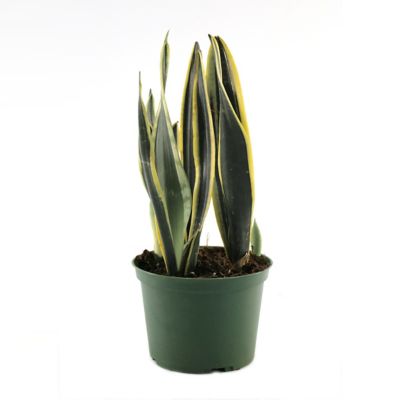 National Plant Network 6 in. Sansevieria Black Gold