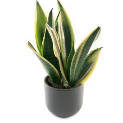 Image showing  6 in. Sansevieria Gold Flame
